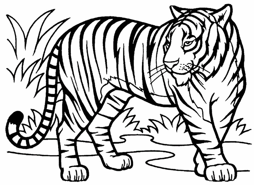 desenho de tigre para imprimir