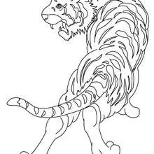 desenho realista de tigre para colorir