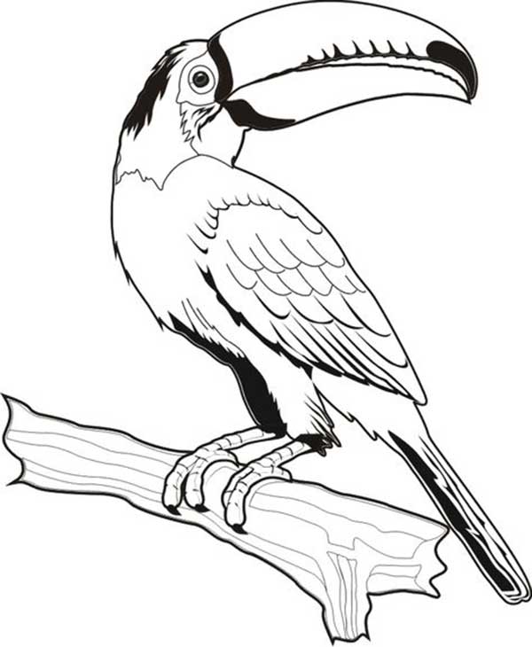 tucano em aquarela para colorir