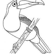 tucano vetorizado para colorir