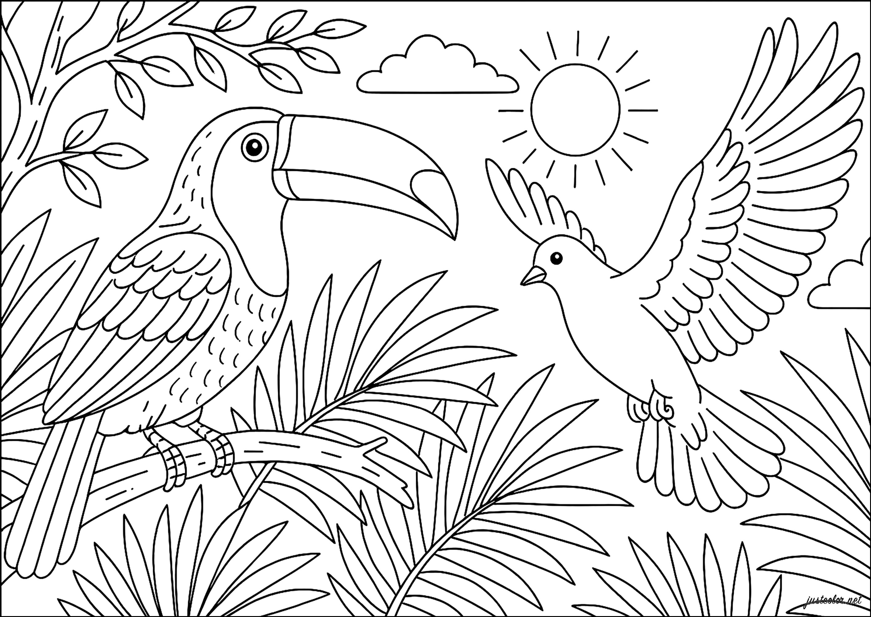 tucano para colorir com lápis de cor